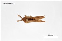 藏品(腎毒蛾)的圖片